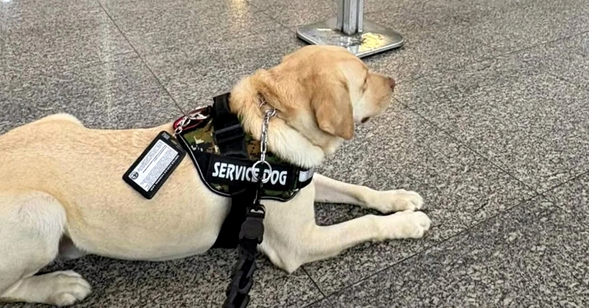 CÃO DE SERVIÇO