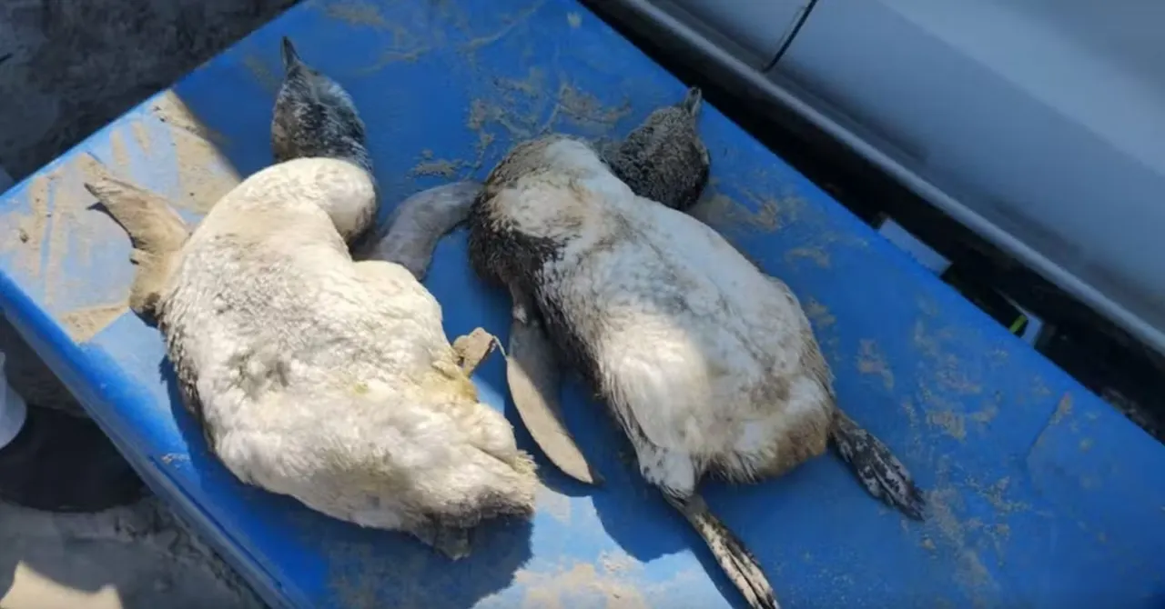 Pinguins mortos - litoral de SP
