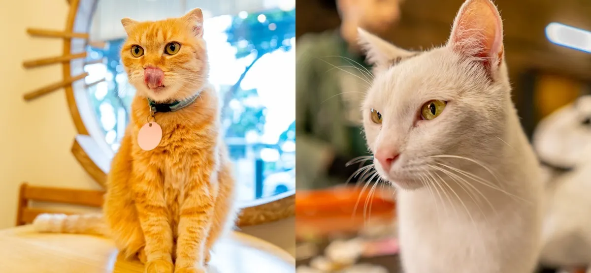 Gatos