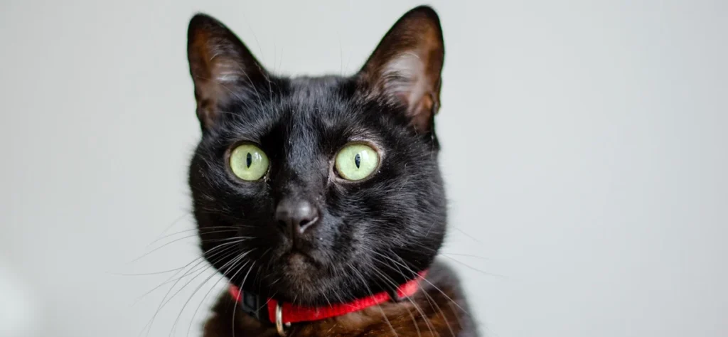 gato preto