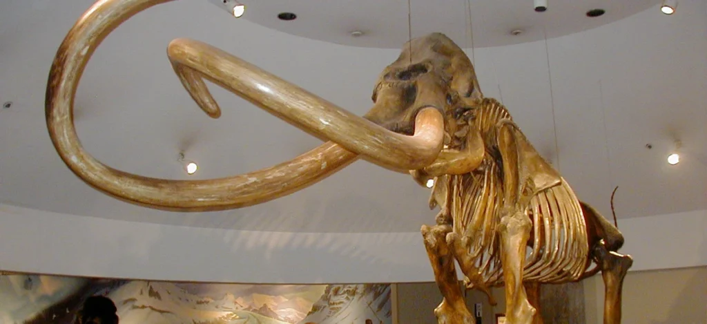 mamute