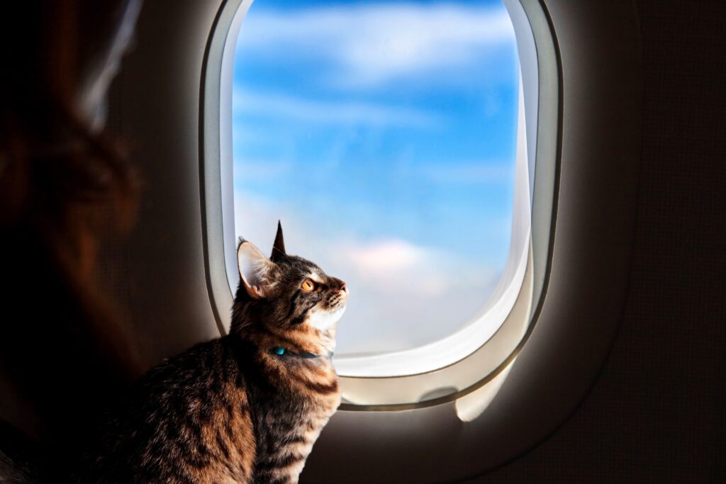 gato