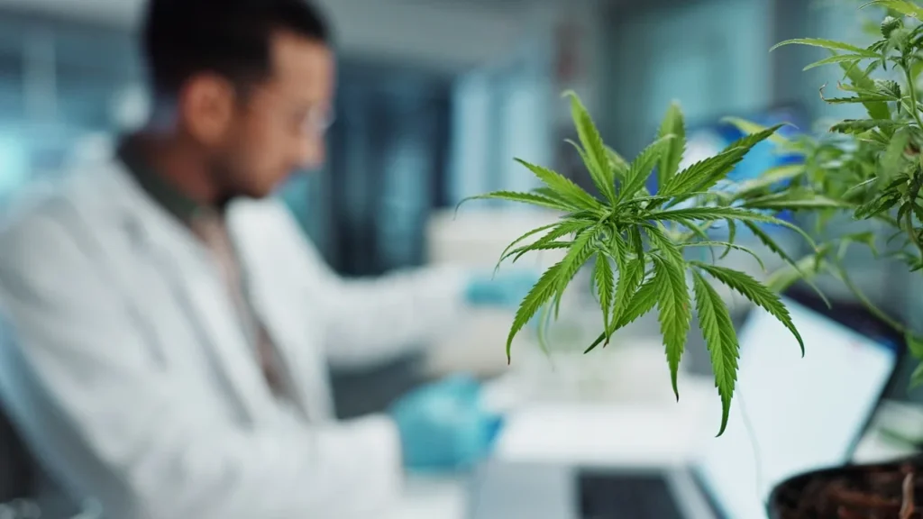 Cannabis - laboratório