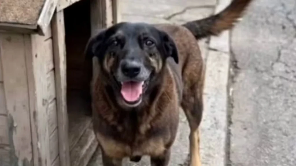 Cão Orelha