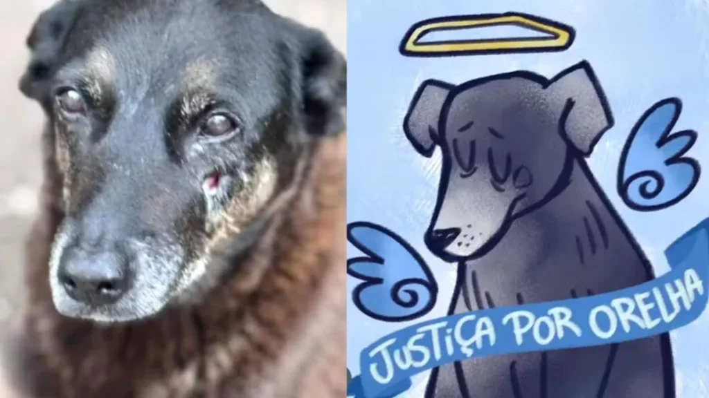 Justiça por Orelha