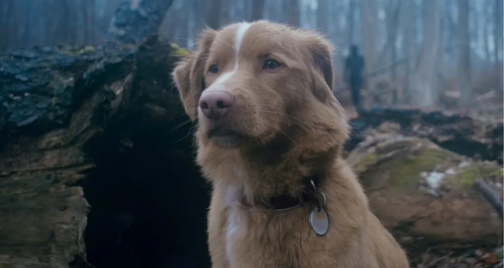 cachorro melhor ator