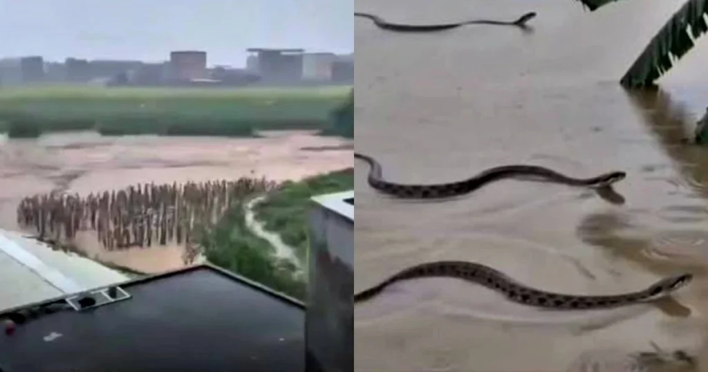 Cobras - China